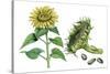 Sunflower (Heliantus Annuus)-Giglioli E.-Stretched Canvas