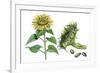 Sunflower (Heliantus Annuus)-Giglioli E.-Framed Giclee Print