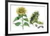 Sunflower (Heliantus Annuus)-Giglioli E.-Framed Giclee Print