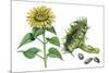 Sunflower (Heliantus Annuus)-Giglioli E.-Mounted Giclee Print