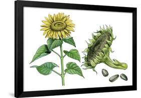 Sunflower (Heliantus Annuus)-Giglioli E.-Framed Giclee Print