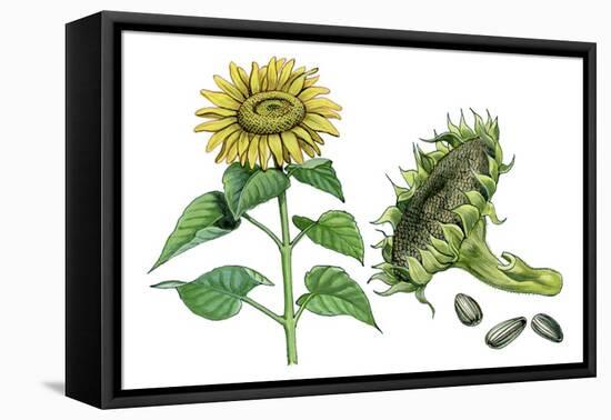 Sunflower (Heliantus Annuus)-Giglioli E.-Framed Stretched Canvas