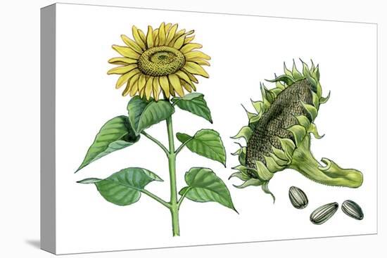 Sunflower (Heliantus Annuus)-Giglioli E.-Stretched Canvas