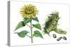 Sunflower (Heliantus Annuus)-Giglioli E.-Stretched Canvas