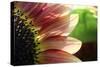 Sunflower I-Tammy Putman-Stretched Canvas