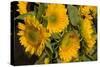 Sunflower I-Maureen Love-Stretched Canvas