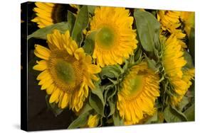 Sunflower I-Maureen Love-Stretched Canvas