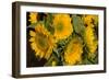 Sunflower I-Maureen Love-Framed Photographic Print