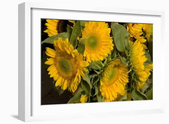 Sunflower I-Maureen Love-Framed Photographic Print