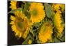 Sunflower I-Maureen Love-Mounted Photographic Print