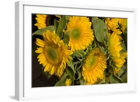 Sunflower I-Maureen Love-Framed Photographic Print