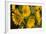 Sunflower I-Maureen Love-Framed Photographic Print