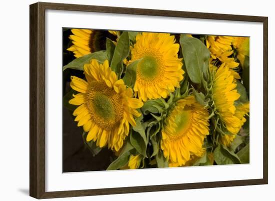 Sunflower I-Maureen Love-Framed Photographic Print