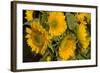 Sunflower I-Maureen Love-Framed Photographic Print