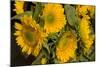 Sunflower I-Maureen Love-Mounted Photographic Print