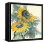 Sunflower I-Chris Paschke-Framed Stretched Canvas