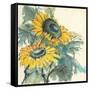 Sunflower I-Chris Paschke-Framed Stretched Canvas