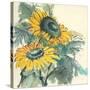 Sunflower I-Chris Paschke-Stretched Canvas