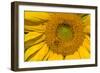 Sunflower II-Lee Peterson-Framed Photo