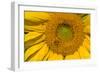 Sunflower II-Lee Peterson-Framed Photo