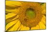 Sunflower II-Lee Peterson-Mounted Photo