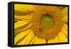 Sunflower II-Lee Peterson-Framed Stretched Canvas