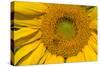 Sunflower II-Lee Peterson-Stretched Canvas