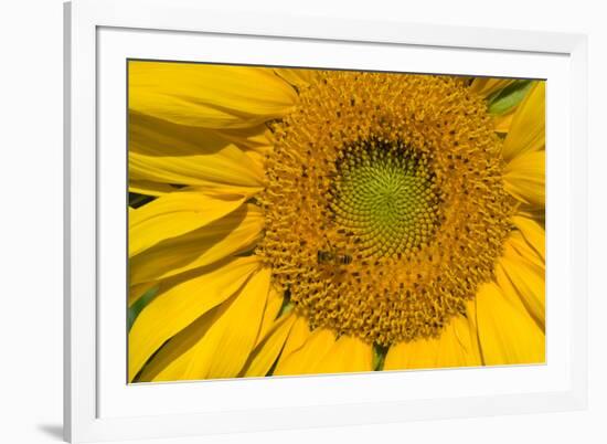 Sunflower II-Lee Peterson-Framed Photographic Print