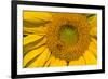 Sunflower II-Lee Peterson-Framed Photographic Print