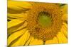 Sunflower II-Lee Peterson-Mounted Photographic Print