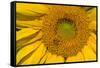 Sunflower II-Lee Peterson-Framed Stretched Canvas