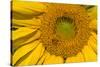 Sunflower II-Lee Peterson-Stretched Canvas