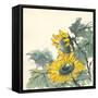 Sunflower II-Chris Paschke-Framed Stretched Canvas