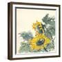 Sunflower II-Chris Paschke-Framed Art Print