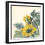 Sunflower II-Chris Paschke-Framed Art Print