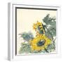 Sunflower II-Chris Paschke-Framed Art Print