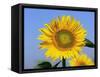 Sunflower, Illinois, USA-Lynn M. Stone-Framed Stretched Canvas