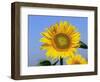 Sunflower, Illinois, USA-Lynn M. Stone-Framed Premium Photographic Print
