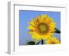Sunflower, Illinois, USA-Lynn M. Stone-Framed Premium Photographic Print