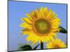 Sunflower, Illinois, USA-Lynn M. Stone-Mounted Premium Photographic Print