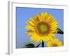 Sunflower, Illinois, USA-Lynn M. Stone-Framed Photographic Print