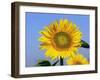 Sunflower, Illinois, USA-Lynn M. Stone-Framed Photographic Print