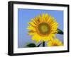 Sunflower, Illinois, USA-Lynn M. Stone-Framed Photographic Print