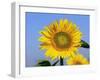 Sunflower, Illinois, USA-Lynn M. Stone-Framed Photographic Print