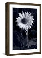 Sunflower In Black & White-Steve Gadomski-Framed Photographic Print