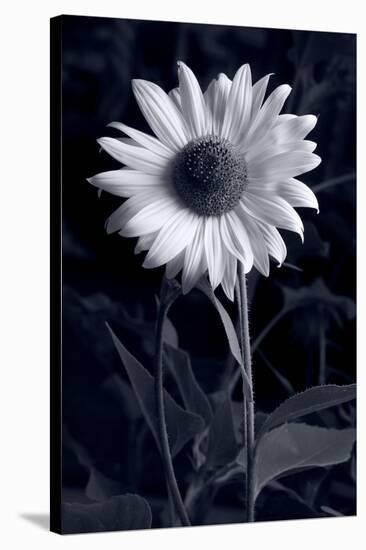 Sunflower In Black & White-Steve Gadomski-Stretched Canvas