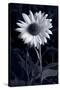 Sunflower In Black & White-Steve Gadomski-Stretched Canvas