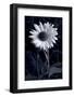 Sunflower In Black & White-Steve Gadomski-Framed Photographic Print