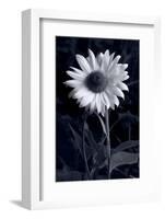 Sunflower In Black & White-Steve Gadomski-Framed Photographic Print