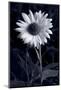 Sunflower In Black & White-Steve Gadomski-Mounted Photographic Print